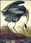 John James Audubon Famous Paintings - Great Blue Heron